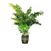 Caryota artifiċjali