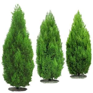 Cypress Cedar artifiċjali stil siġra Topiary