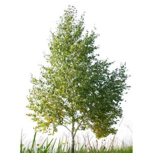 Artificial White Birch Tree