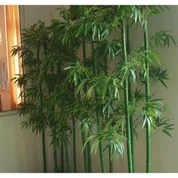 Simulazzjoni għolja qasab siġra