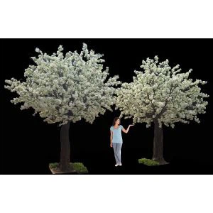 Siġra taż-żerriegħa tal-fjuri taċ-ċirasa White