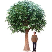 Tas-siġar Banyan tal-ħarir